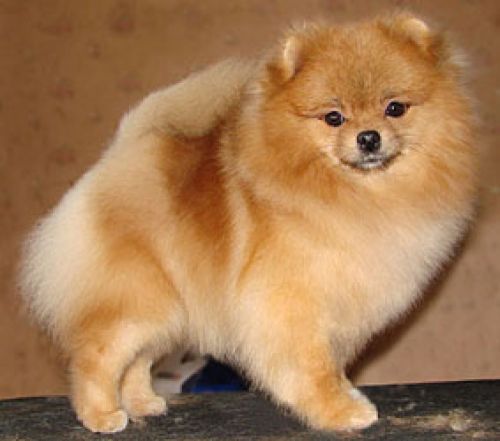 Babydoll's Booby Prize