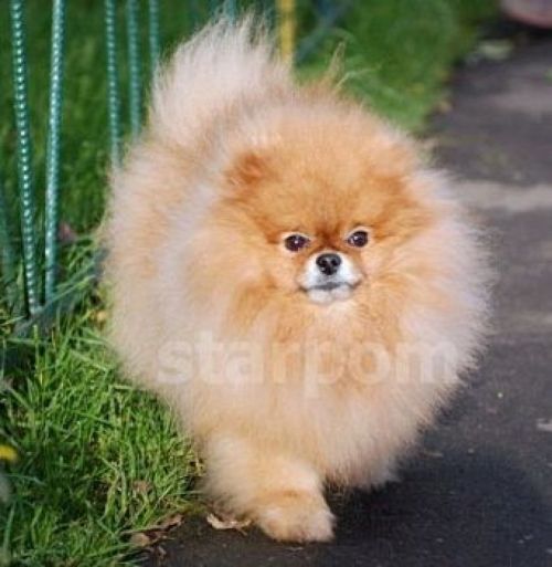 Sir Richard Of Goldchip