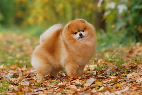 Miki Ot Sir Richard Of Golchip