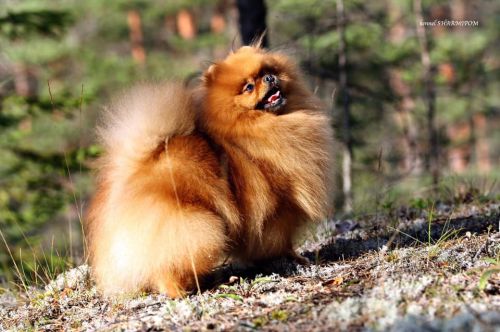 Oroslando Remira Sol For Sharmipom