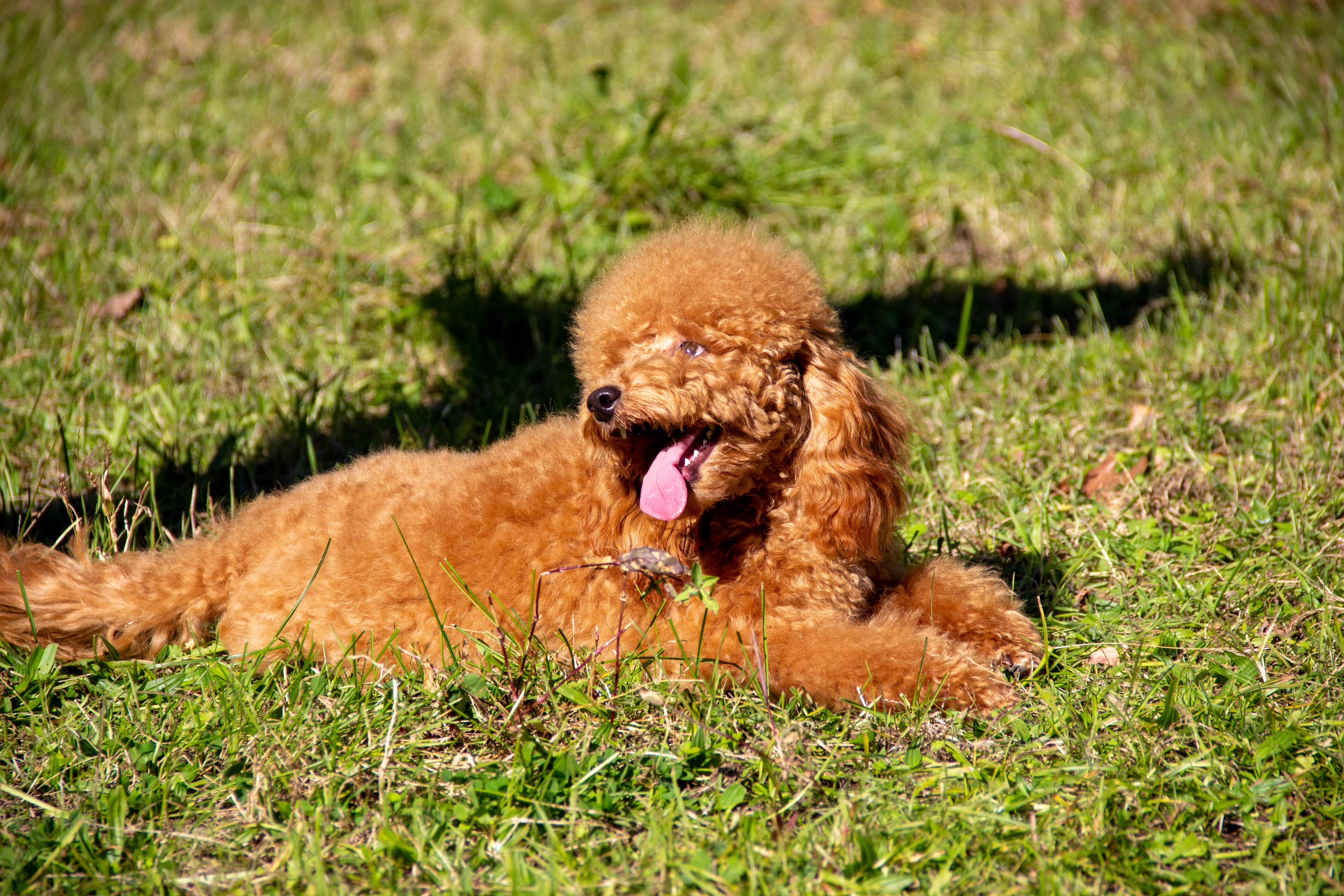 Cucciolo Barboncino 3