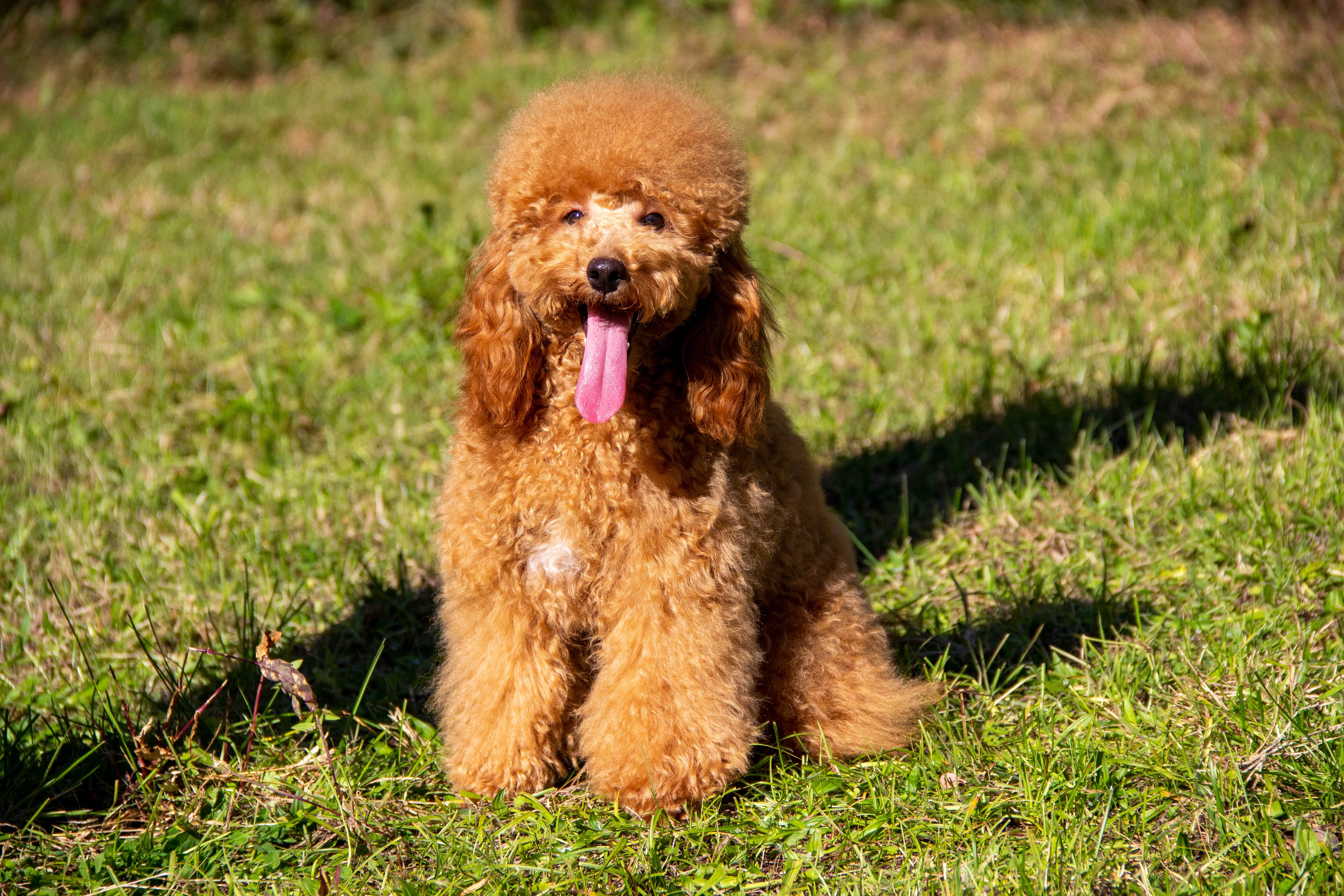 Cucciolo Barboncino 2