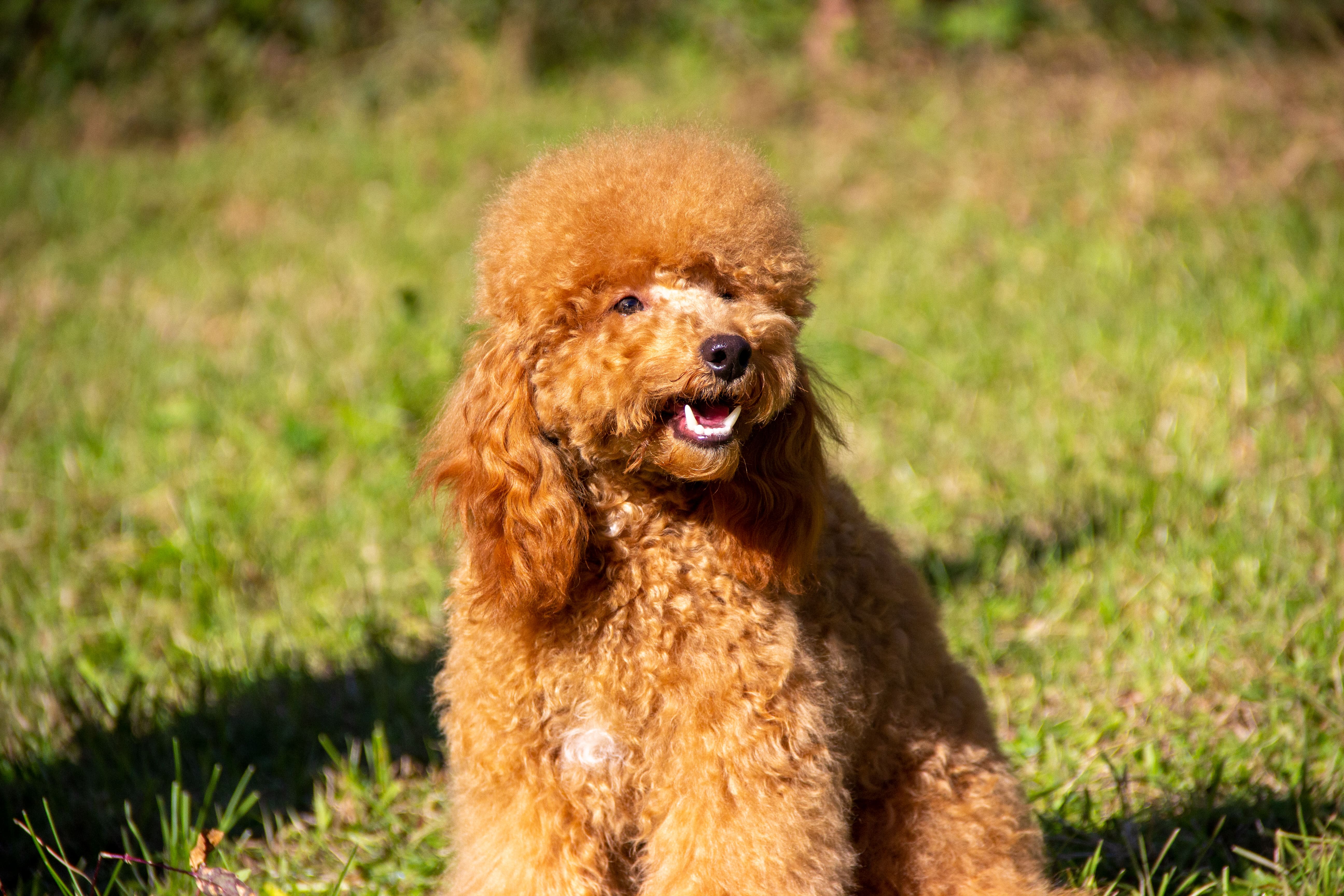 Cucciolo Barboncino 2