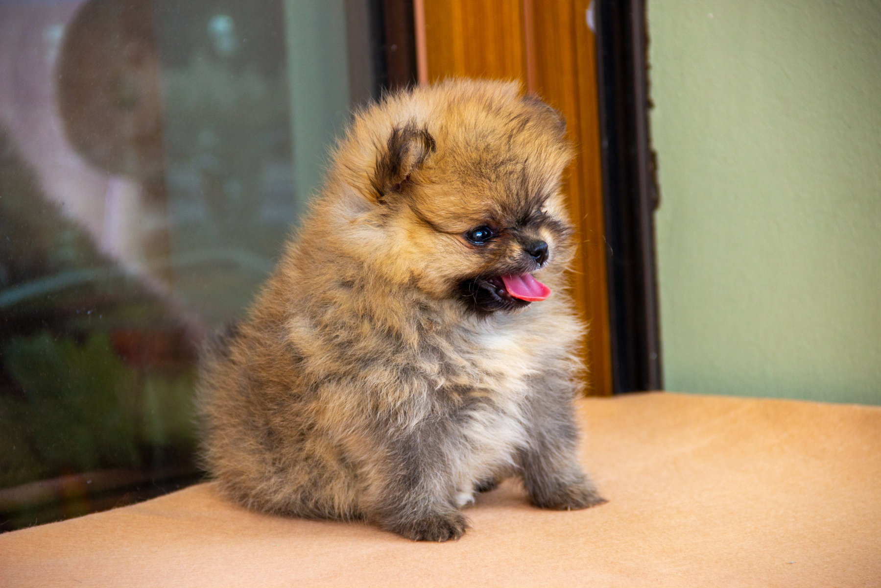 Cucciolo Barboncino 3