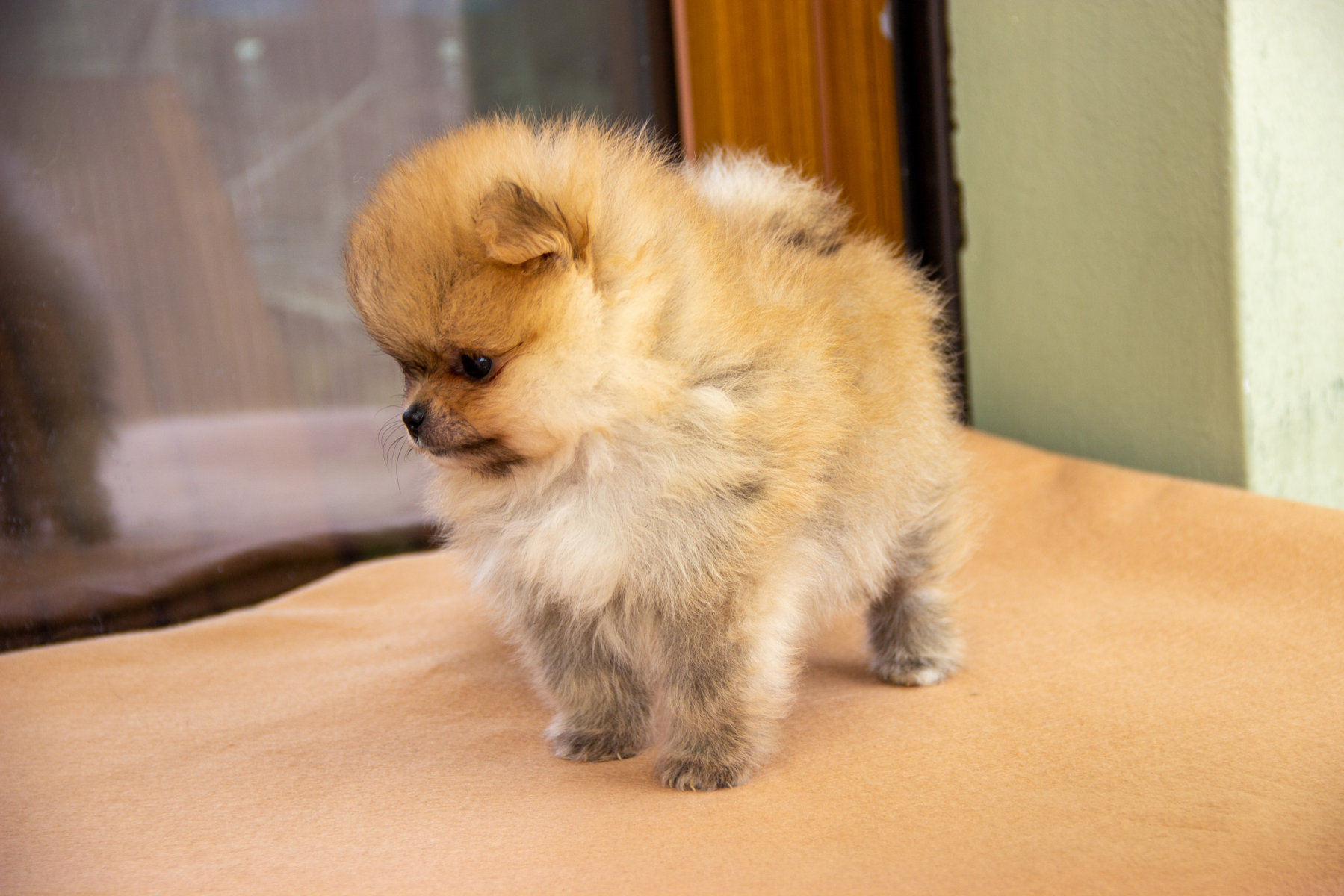 Cucciolo Barboncino 2