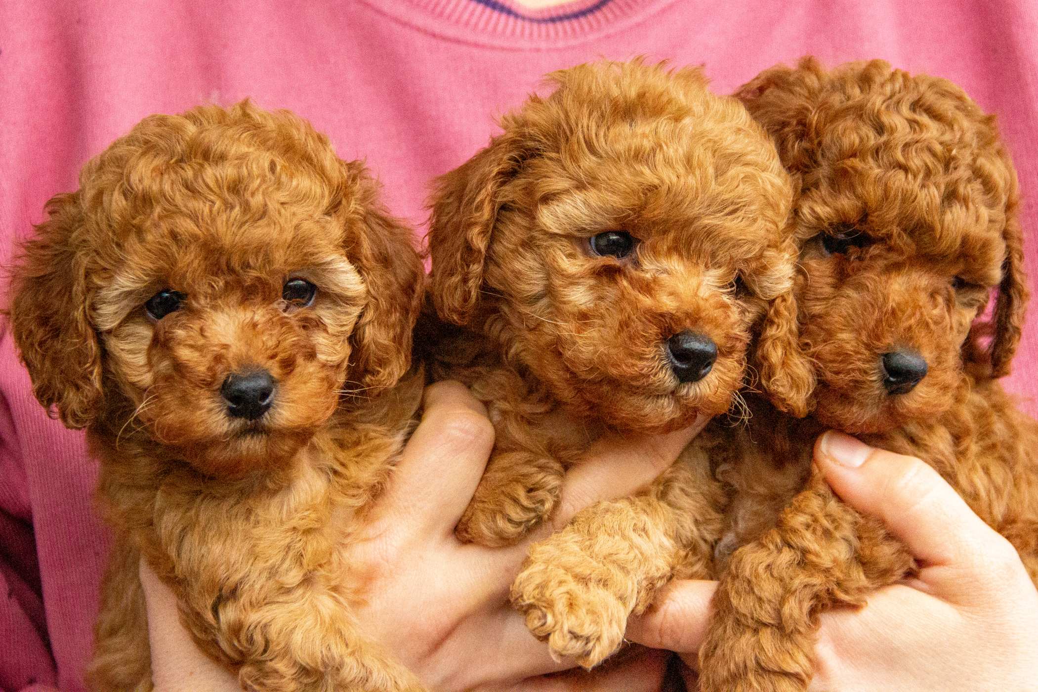 Cuccioli Barboncino Nano Femmine