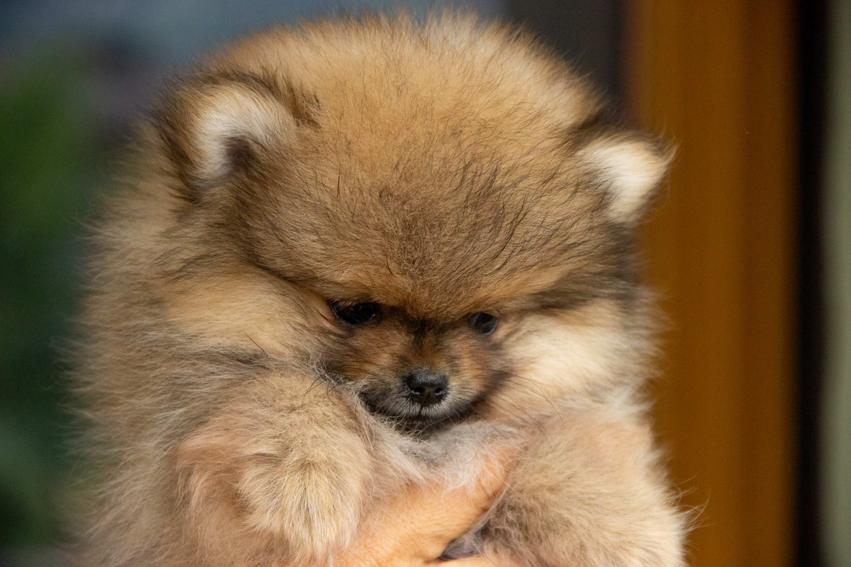 Cucciolo